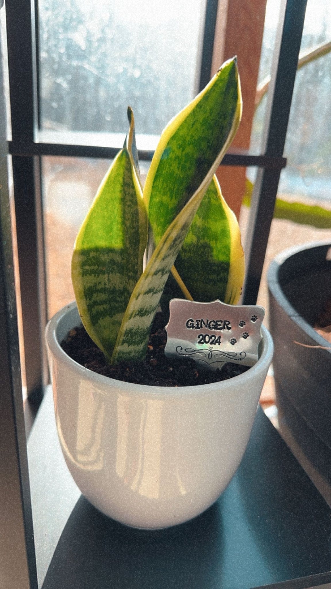 Plant Tags